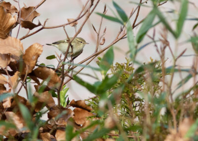 Humes bladkoning, Phylloscopus humei, Hume's leaf warbler | Groningen