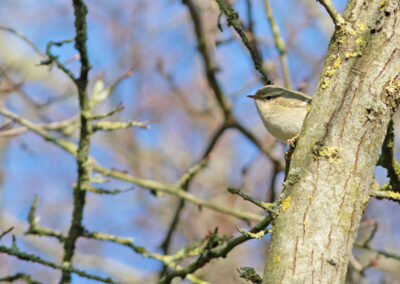 Humes bladkoning, Phylloscopus humei, Hume's leaf warbler | Groningen