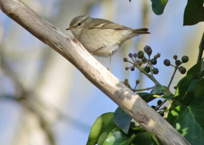 Humes bladkoning, Phylloscopus humei, Hume's leaf warbler | Groningen