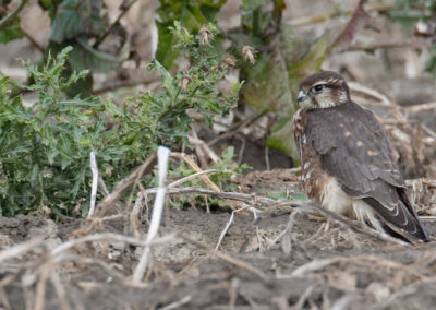 Smelleken, Falco columbarius, Merlin | Emmapolder