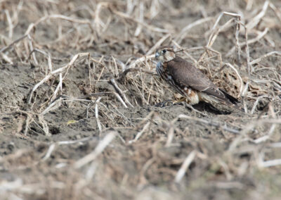 Smelleken, Falco columbarius, Merlin | Emmapolder