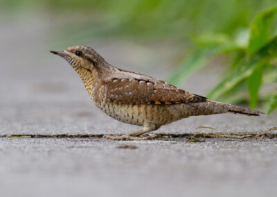 Draaihals, Jynx torquilla, Wryneck | Roegwold