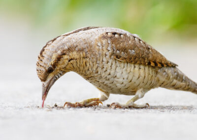 Draaihals, Jynx torquilla, Wryneck | Roegwold