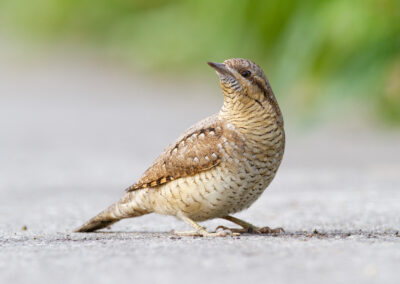 Draaihals, Jynx torquilla, Wryneck