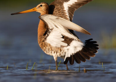 Grutto, Limosa limosa, Black-tailed godwit | Winsumermeeden