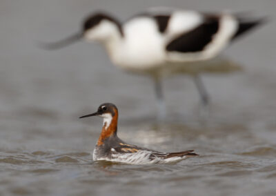 Grauwe franjepoot, Phalaropus lobatus, Red-necked phalarope | Rottum