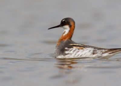 Grauwe franjepoot, Phalaropus lobatus, Red-necked phalarope | Rottum