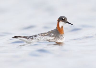 Grauwe franjepoot, Phalaropus lobatus, Red-necked phalarope | Rottum