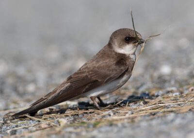 Oeverzwaluw, Riparia riparia, Sand martin | Eemshaven