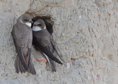 Oeverzwaluw, Riparia riparia, Sand martin | Eemshaven