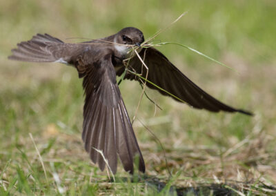 Oeverzwaluw, Riparia riparia, Sand martin