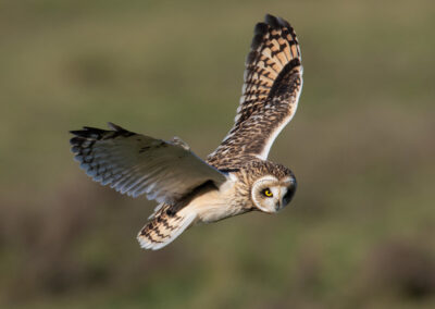 Velduil, Asio flammeus, Short-eared owl | Waddenzeekust