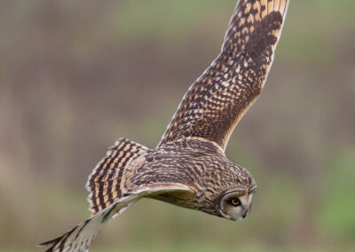 Velduil, Asio flammeus, Short-eared owl | Waddenzeekust