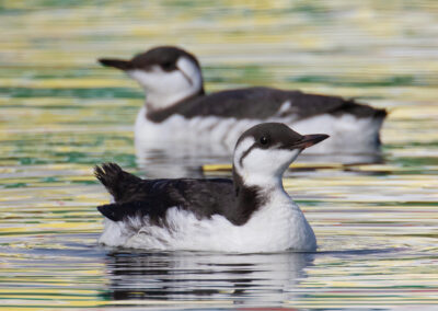 Zeekoet, Uria aalge, Common guillemot  | Lauwersoog Haven | Waddenzee