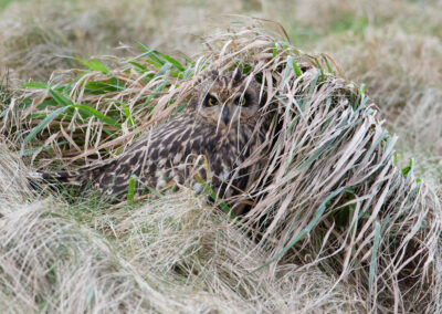 Velduil, Asio flammeus, Short-eared owl | Waddenzeekust