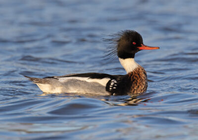 Middelste zaagbek, Mergus serrator, Red-breasted merganser | Haven Lauwersoog | Waddenzee