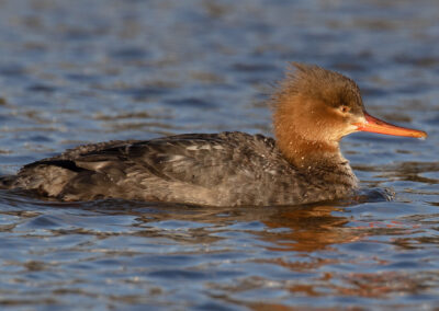 Middelste zaagbek, Mergus serrator, Red-breasted merganser | Haven Lauwersoog | Waddenzee