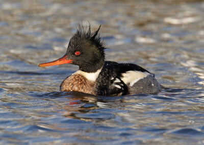 Middelste zaagbek, Mergus serrator, Red-breasted merganser | Haven Lauwersoog | Waddenzee