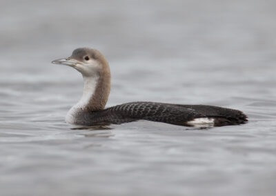 Parelduiker, Black-throated diver, Gavia arctica | Meerstad