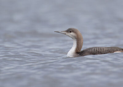 Parelduiker, Black-throated diver, Gavia arctica | Meerstad