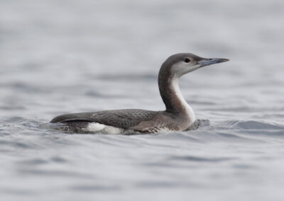 Parelduiker, Black-throated diver, Gavia arctica | Meerstad