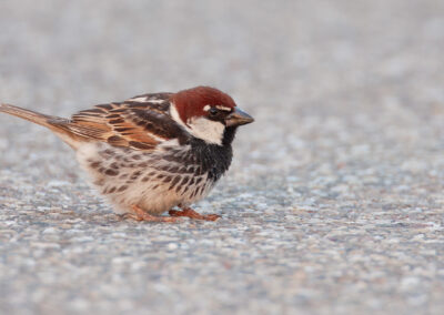 Spaanse mus, Passer hispaniolensis, Spanish sparrow | Eemshaven