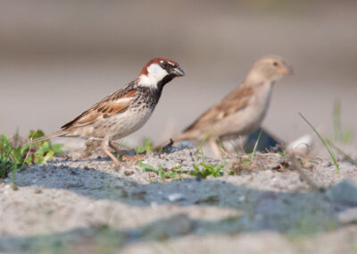 Spaanse mus, Passer hispaniolensis, Spanish sparrow | Eemshaven