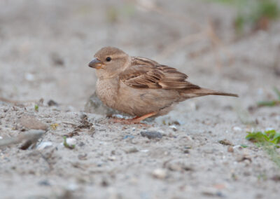 Spaanse mus, Passer hispaniolensis, Spanish sparrow | Eemshaven