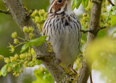 Dwerggors, Emberiza pusilla, Little bunting | Kropswolde