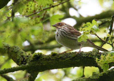 Dwerggors, Emberiza pusilla, Little bunting | Kropswolde