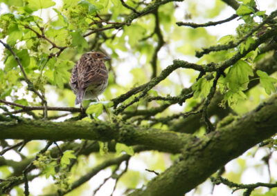 Dwerggors, Emberiza pusilla, Little bunting