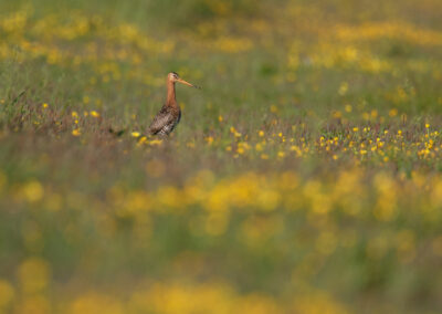 Grutto, Limosa limosa, Black-tailed godwit | Winsumermeeden