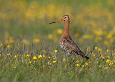 Grutto, Limosa limosa, Black-tailed godwit | Winsumermeeden