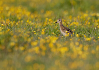 Grutto, Limosa limosa, Black-tailed godwit | Winsumermeeden