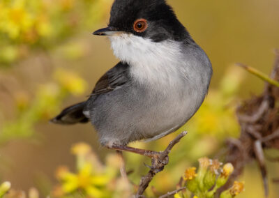 Kleine zwartkop, Sylvia melanocephala, Sardinian warbler | Algarve | Portugal