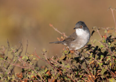 Kleine zwartkop, Sylvia melanocephala, Sardinian warbler | Algarve | Portugal