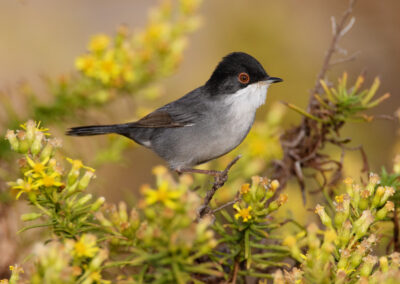 Kleine zwartkop, Sylvia melanocephala, Sardinian warbler | Algarve | Portugal