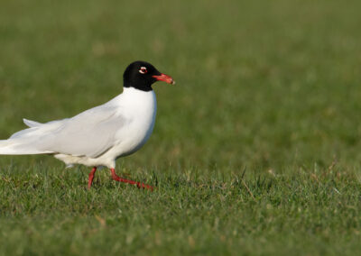 Zwartkopmeeuw, Larus melanocephalus, Mediterranean gull | Adorp