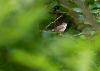 Struikrietzanger, Acrocephalus dumetorum, Blyth's reed warbler | Eemshaven
