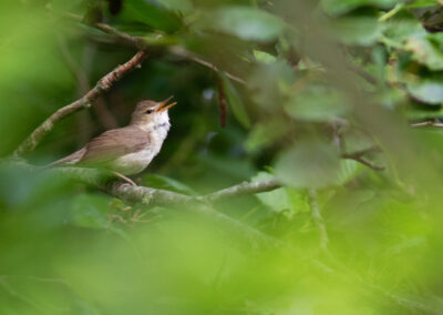 Struikrietzanger, Acrocephalus dumetorum, Blyth's reed warbler | Eemshaven