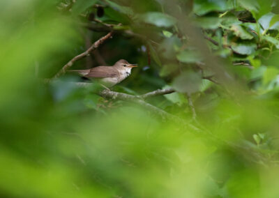 Struikrietzanger, Acrocephalus dumetorum, Blyth's reed warbler | Eemshaven