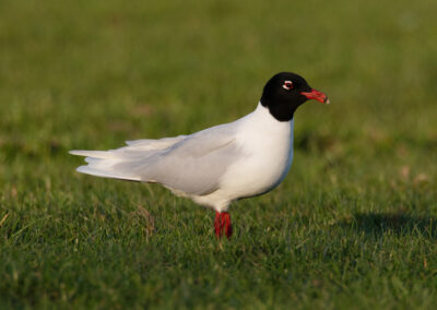 Zwartkopmeeuw, Larus melanocephalus, Mediterranean gull
