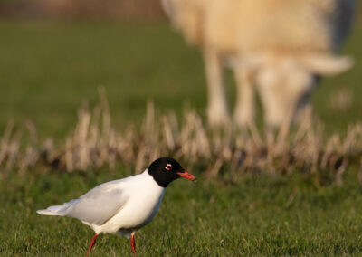 Zwartkopmeeuw, Larus melanocephalus, Mediterranean gull | Adorp