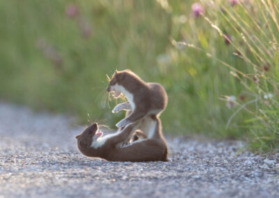 Hermelijn, Mustela erminea, Stoat | Lauwersmeer