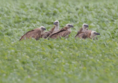 Vale gier, Gyps fulvus, Griffon vulture | Stedum