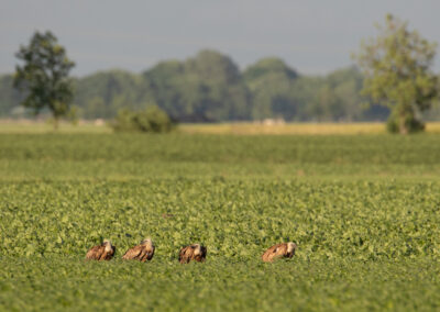 Vale gier, Gyps fulvus, Griffon vulture | Stedum