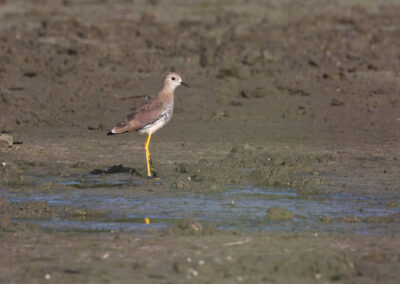 Witstaartkievit, Vanellus leucurus, White-tailed lapwing | Lauwersmeer