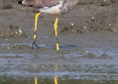 Witstaartkievit, Vanellus leucurus, White-tailed lapwing | Lauwersmeer