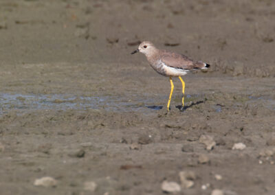 Witstaartkievit, Vanellus leucurus, White-tailed lapwing | Lauwersmeer
