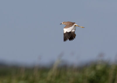 Witstaartkievit, Vanellus leucurus, White-tailed lapwing | Lauwersmeer